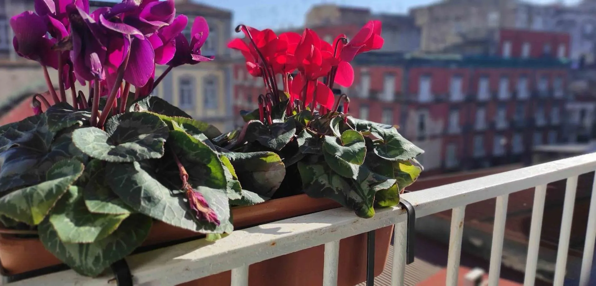 Bed and Breakfast Terno Su Napoli Sanita Frühstückspension Neapel
